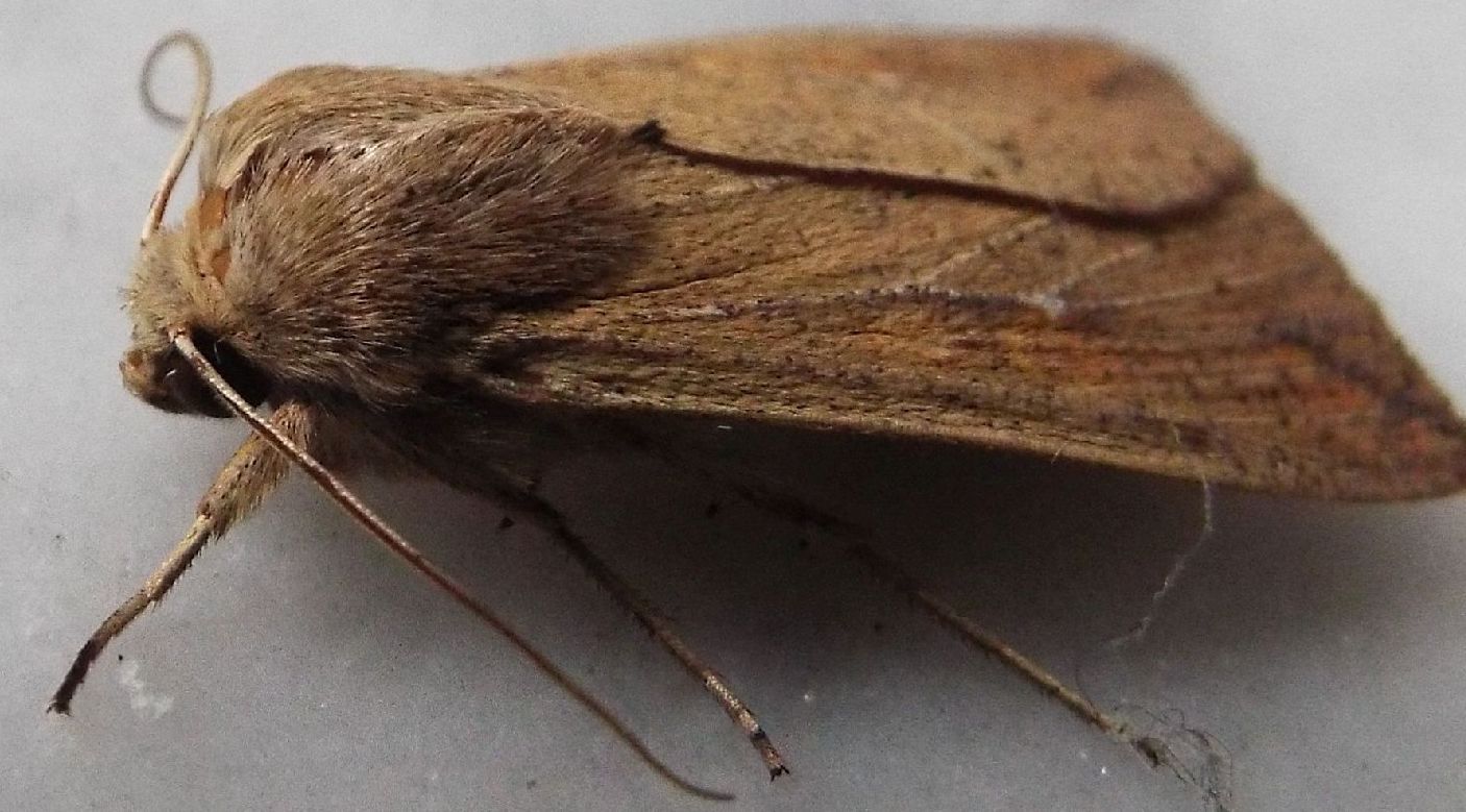Mythimna unipuncta  (Noctuidae)